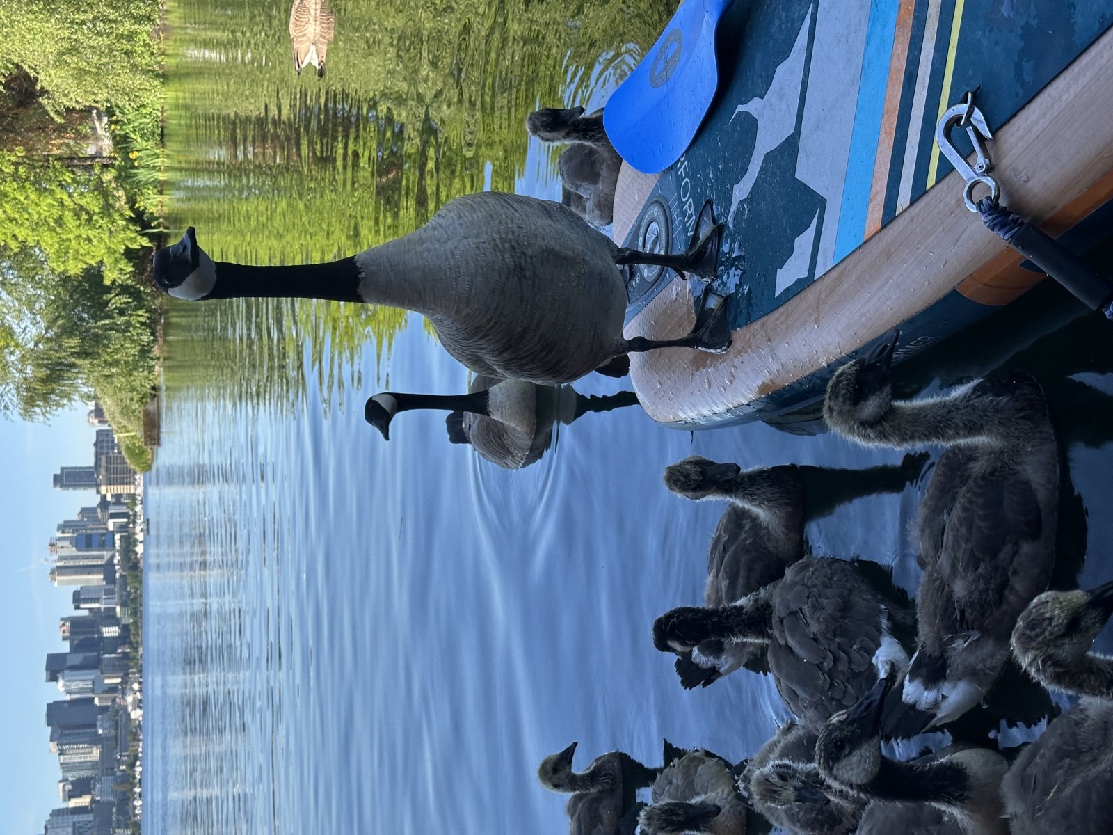 Goose family on the paddle board