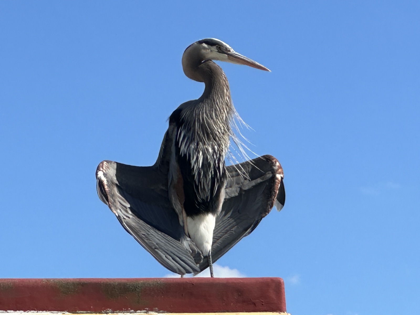 Great Blue Heron sunbathing